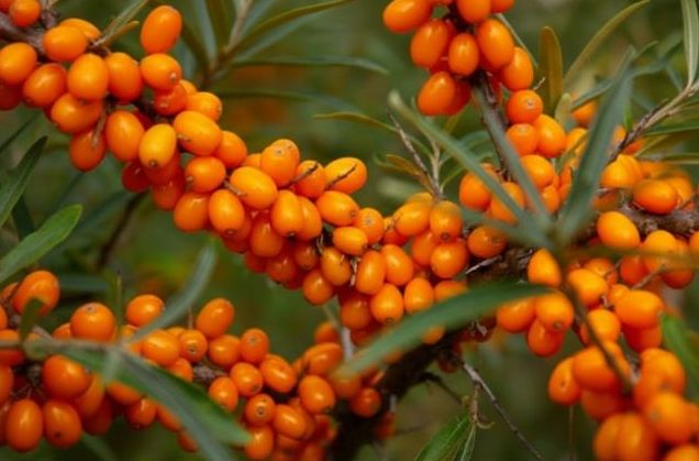 rakytník větvička min